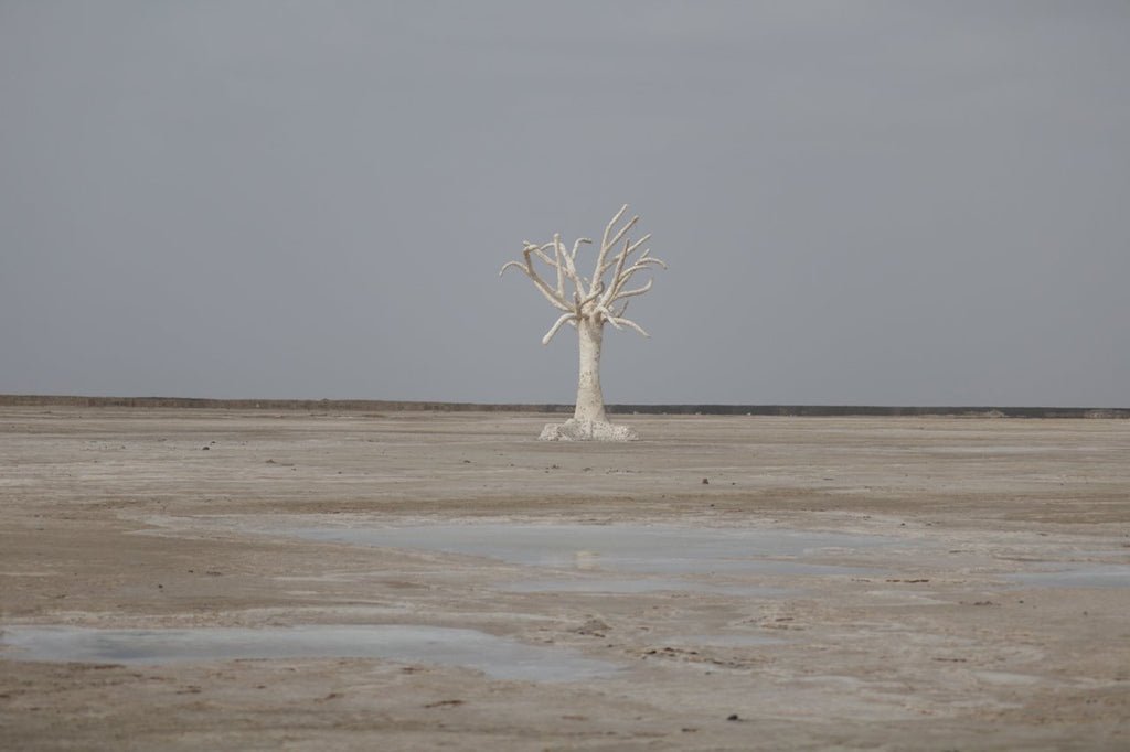 The Rann of Kutch: All You Need To Know – Memeraki Retail and Tech