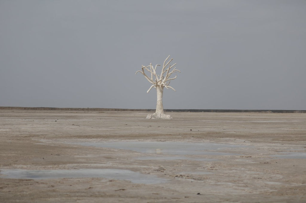 The Rann of Kutch: All You Need To Know - MeMeraki.com
