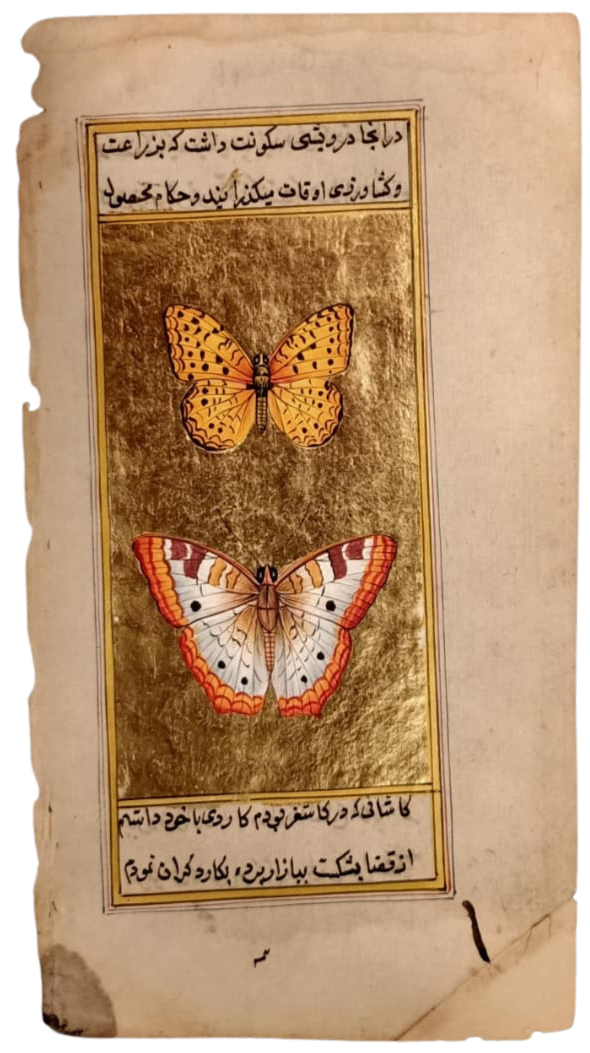 A Butterfly folio in Mughal Miniature by Mohan Prajapati Thumbnail