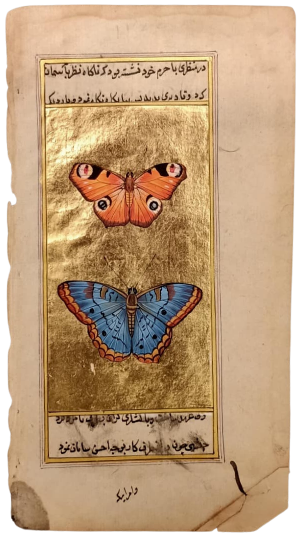 The Butterfly Study in Mughal Miniature by Mohan Prajapati Thumbnail