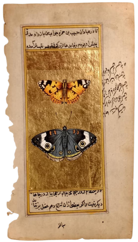 The Lady Butterfly and Common Buckeye in Mughal Miniature by Mohan Prajapati Thumbnail