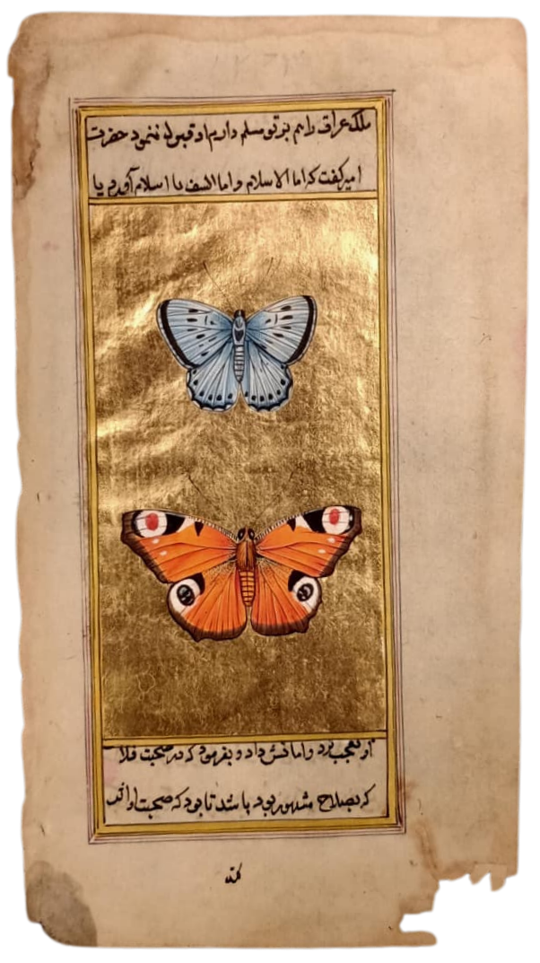 Two Butterflies in Mughal Miniature by Mohan Prajapati Thumbnail