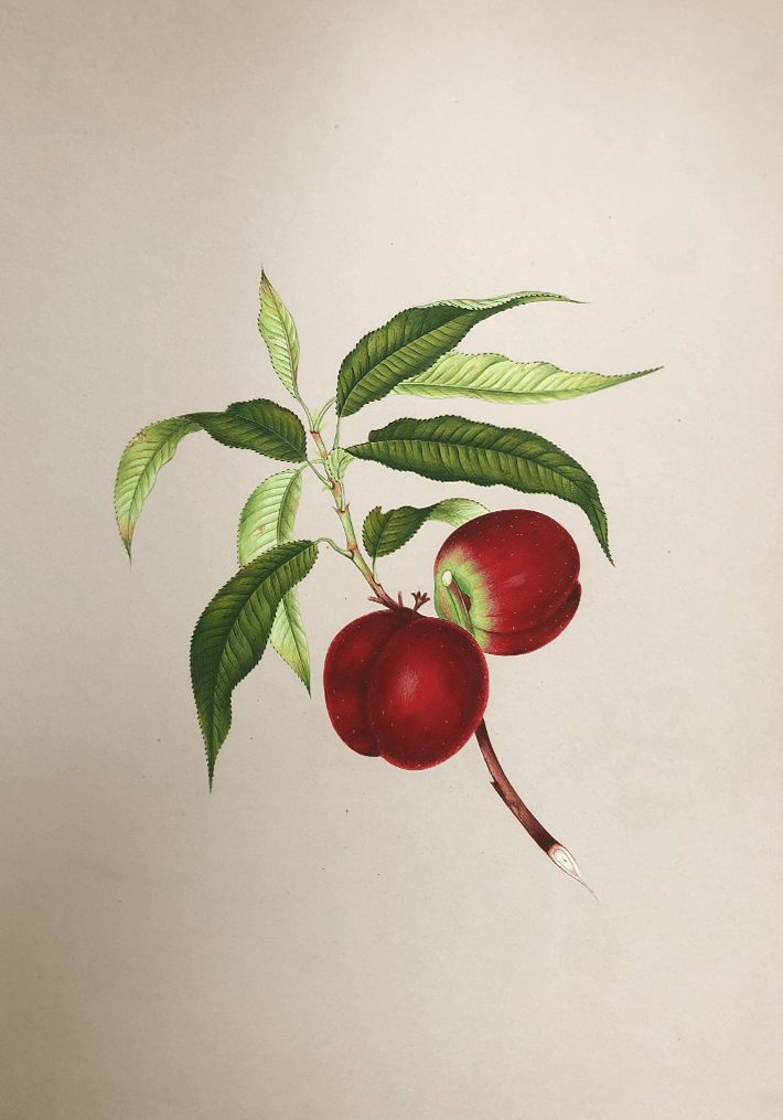 The Nature's Fruits in Miniature Painting by Mohan Prajapati Thumbnail