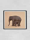 A Mother's Guiding Trunk A Mughal Miniature of Elephant Love by Mohan Prajapati