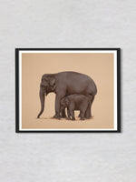 A Mother's Guiding Trunk A Mughal Miniature of Elephant Love by Mohan Prajapati