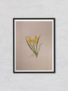 A Tapestry of Spring A Mughal Miniature Depicting Daffodils in Bloom by Mohan Prajapati