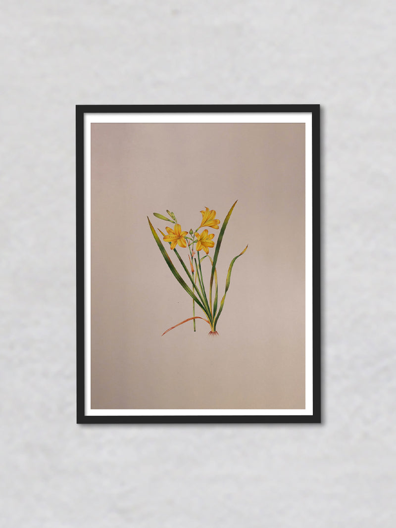 A Tapestry of Spring A Mughal Miniature Depicting Daffodils in Bloom by Mohan Prajapati