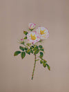 Buy A Symphony of Blossoms A Mughal Miniature Tribute to Sweet Briar Roses by Mohan Prajapati