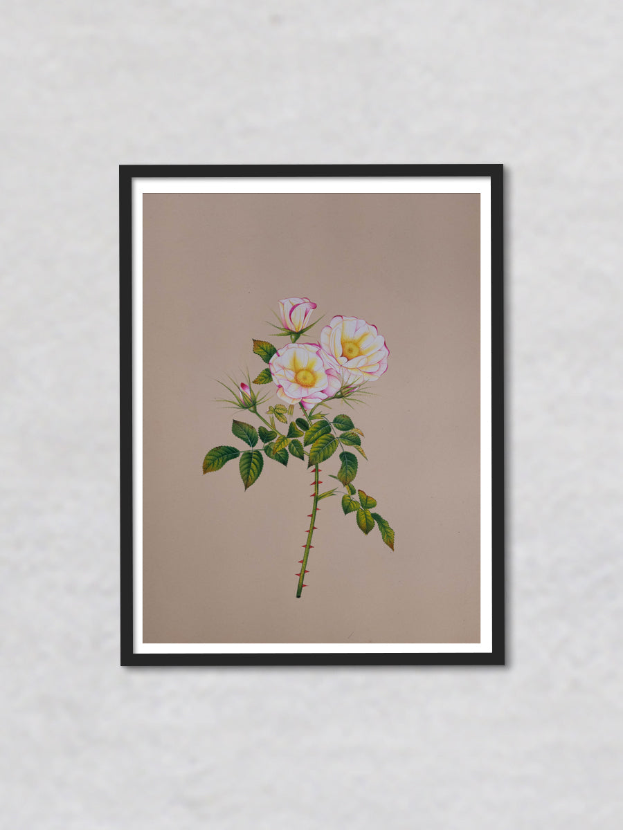 A Symphony of Blossoms A Mughal Miniature Tribute to Sweet Briar Roses by Mohan Prajapati