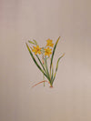 Buy A Tapestry of Spring A Mughal Miniature Depicting Daffodils in Bloom by Mohan Prajapati