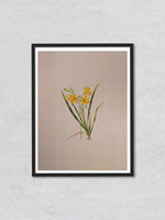 A Tapestry of Spring A Mughal Miniature Depicting Daffodils in Bloom by Mohan Prajapati