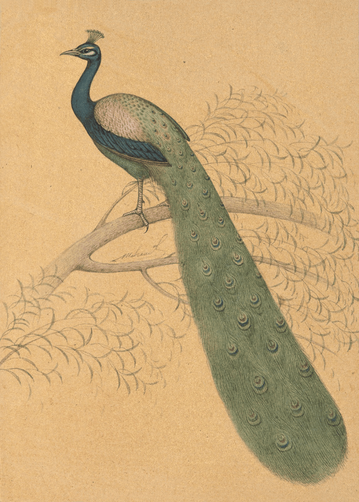 Elegant Peacock in Bikaner miniature  by Mahaveer Swami Thumbnail