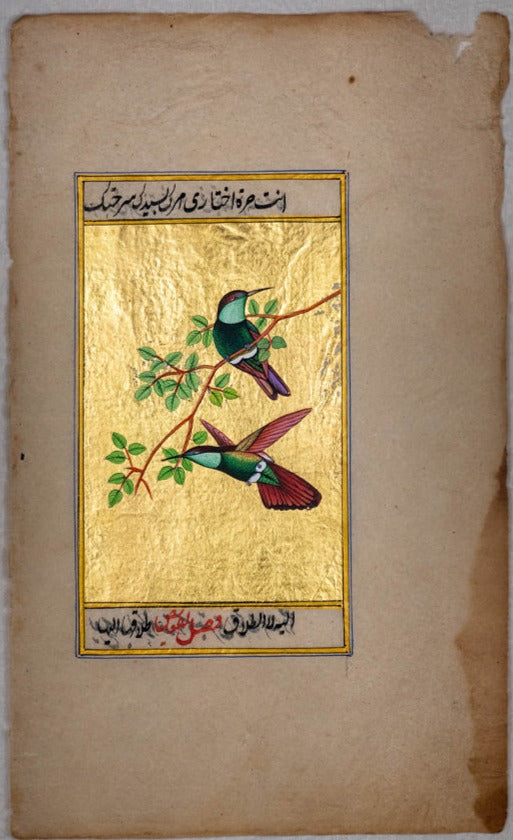 Ethereal Encounters: The Flight and Stillness of Green Bodied Hummingbirds by Mohan Prajapati Thumbnail