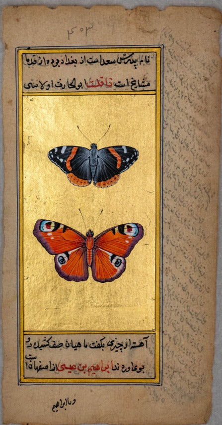 Ethereal Wings: A Mughal Miniature Reflection on the Red Admiral and Peacock Butterflies by Mohan Prajapati Thumbnail