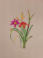 Buy Garden's Treasured Jewel A Mughal Miniature Reflection of the Daylily by Mohan Prajapati