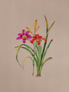 Buy Garden's Treasured Jewel A Mughal Miniature Reflection of the Daylily by Mohan Prajapati