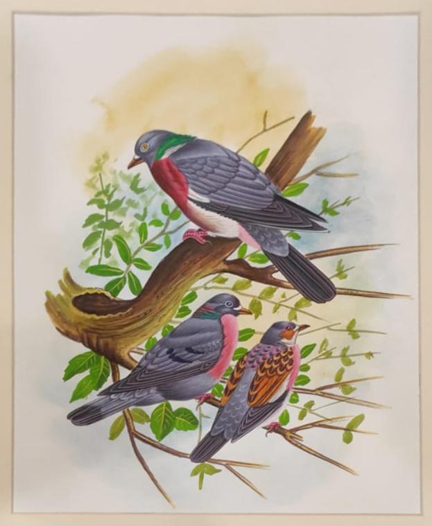 Peigons on a tree: Mughal Miniature by Dinesh Soni Thumbnail