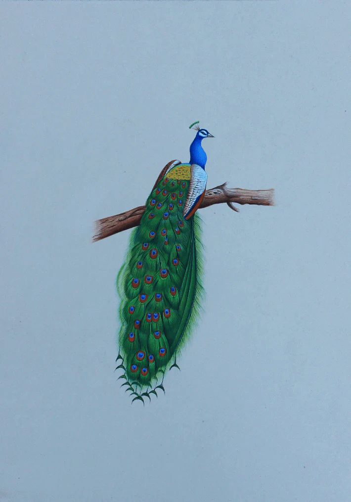 A Graceful Peacock in Miniature Painting by Mohan Prajapati Thumbnail
