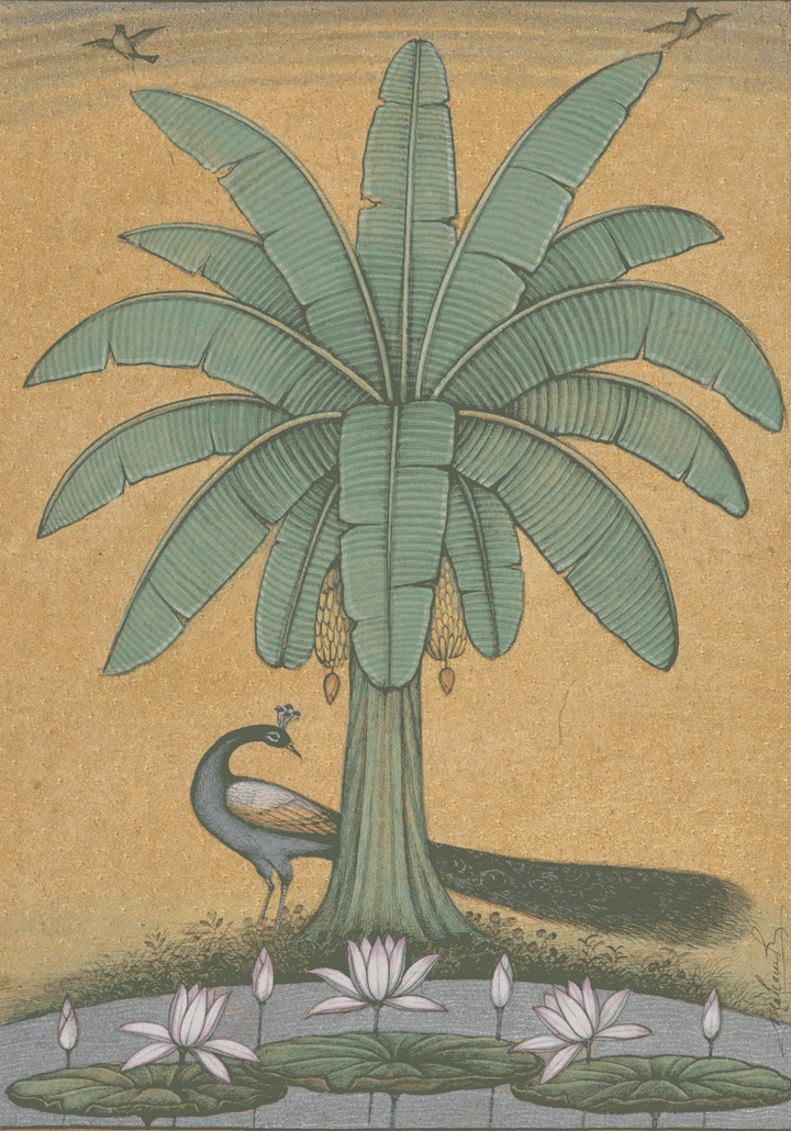 Peacock under a tree in Bikaner miniature  by Mahaveer Swami Thumbnail