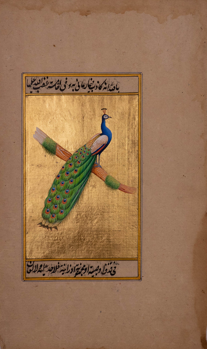 Regal Splendor: The Peacock's Radiant Display by Mohan Prajapati Thumbnail