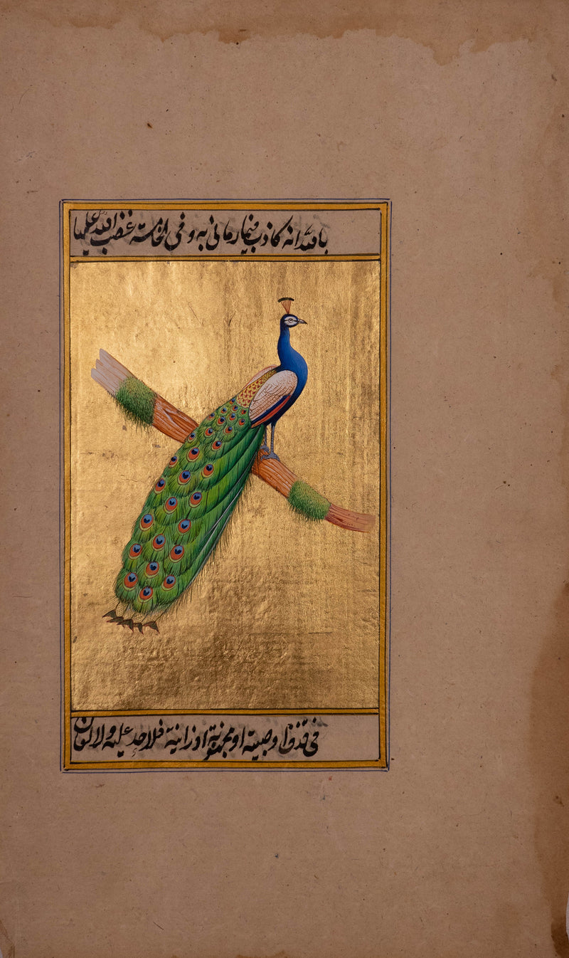  The Peacock's Radiant Display by Mohan Prajapati