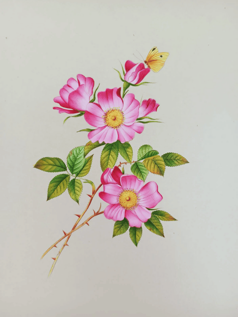 Buy Rosa Canina in Miniature Painting by Mohan Prajapati