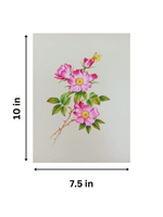 Rosa Canina in Miniature Painting for sale