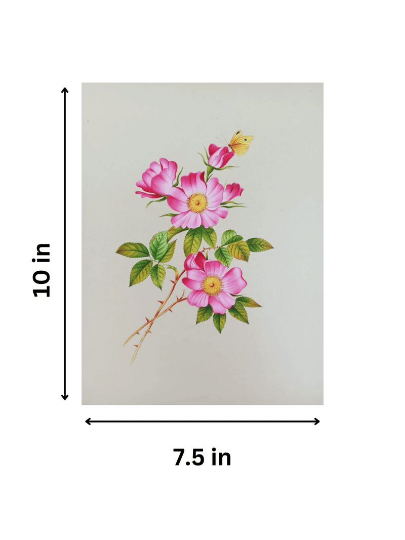 Rosa Canina in Miniature Painting for sale