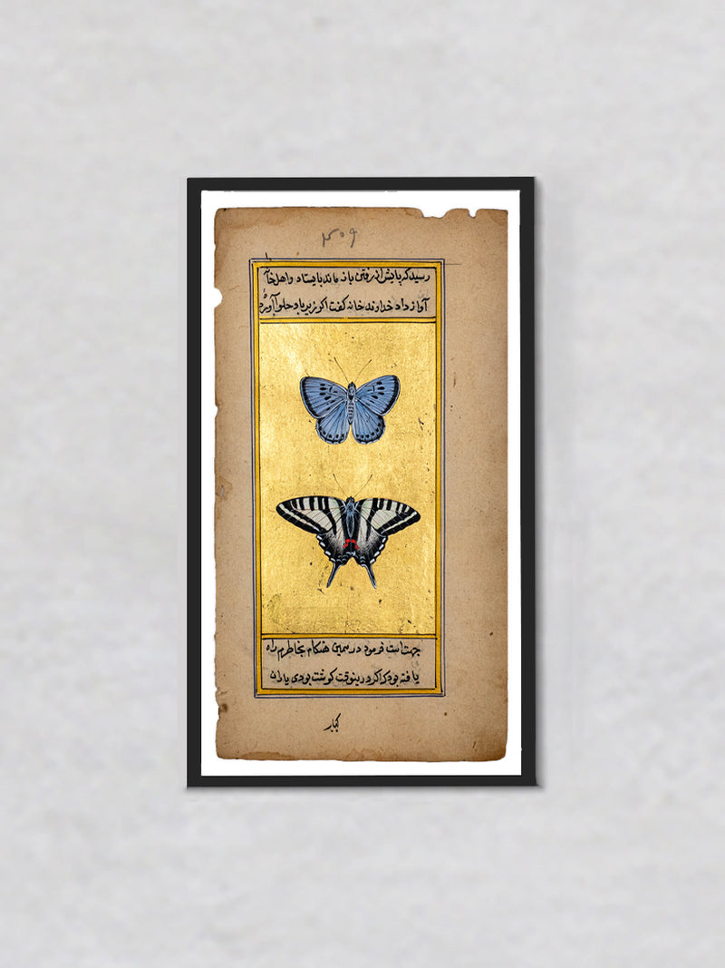 A Mughal Miniature of Tawny Emperor and Montezuma Cattleheart Butterflies