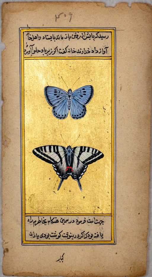 Serenade of Wings: A Mughal Miniature of Tawny Emperor and Montezuma Cattleheart Butterflies by Mohan Prajapati Thumbnail