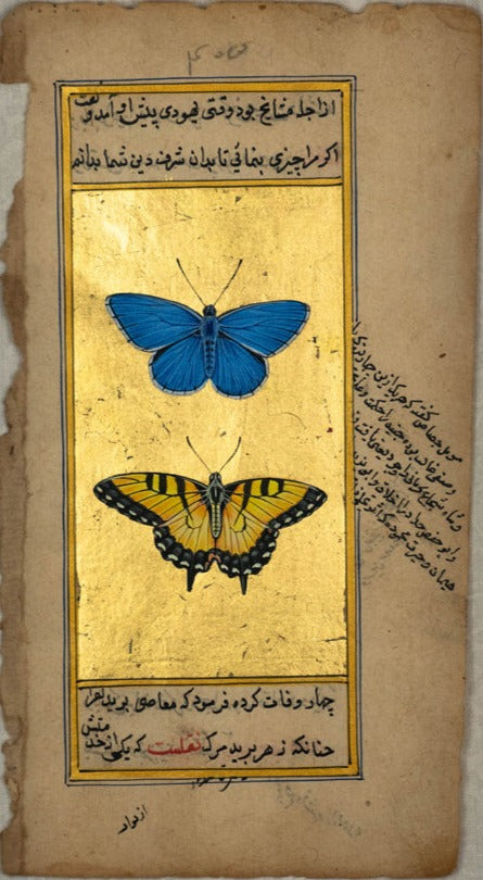 The Celestial Pas de Deux: A Tale of Adonis Blue and Tiger Swallowtail Butterflies by Mohan Prajapati Thumbnail