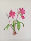 Buy The Majestic Flowers in Miniature Painting by Mohan Prajapati