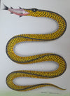 Buy The Snake and the Fish in Kalighat by Bhaskar Chitrakar