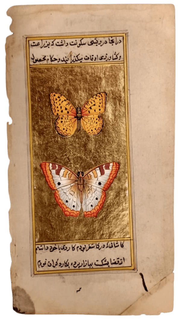 A Butterfly folio in Mughal Miniature by Mohan Prajapati Thumbnail