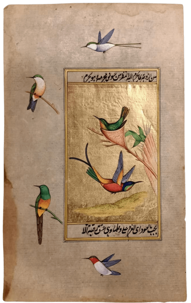 Hummingbirds and Sunbirds in Mughal Miniature by Mohan Prajapati Thumbnail