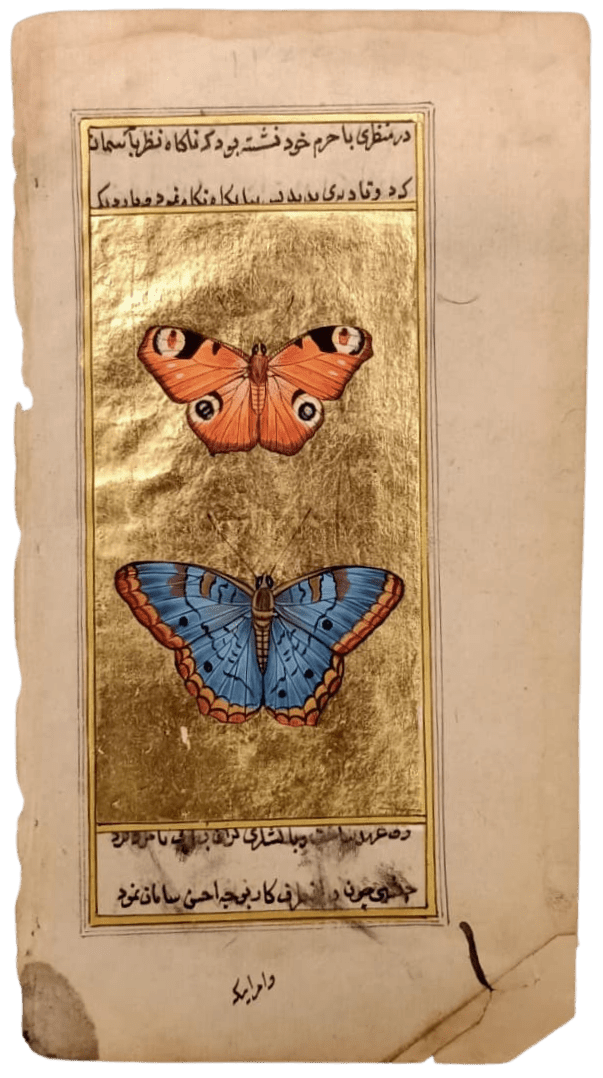 The Butterfly Study in Mughal Miniature by Mohan Prajapati Thumbnail