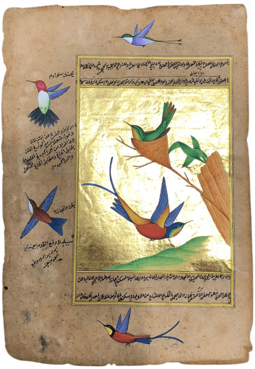 The Fork-Tailed Hummingbird in Mughal Miniature by Mohan Prajapati Thumbnail