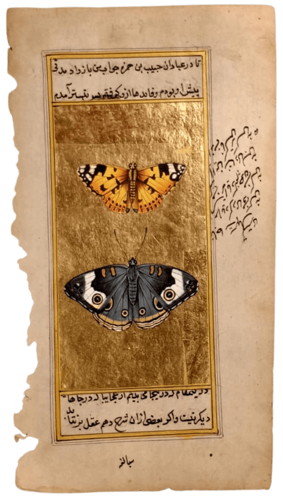 The Lady Butterfly and Common Buckeye in Mughal Miniature by Mohan Prajapati Thumbnail