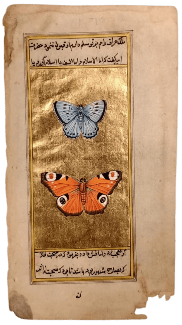 Two Butterflies in Mughal Miniature by Mohan Prajapati Thumbnail