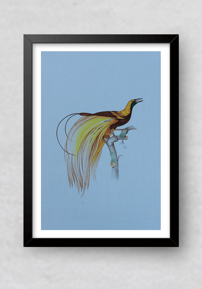 Bird of Paradise in Miniature Painting by Mohan Prajapati