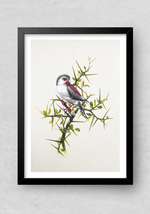Buy Beautiful Bird miniature style painting online