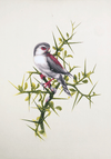 Buy Beautiful Bird miniature style painting