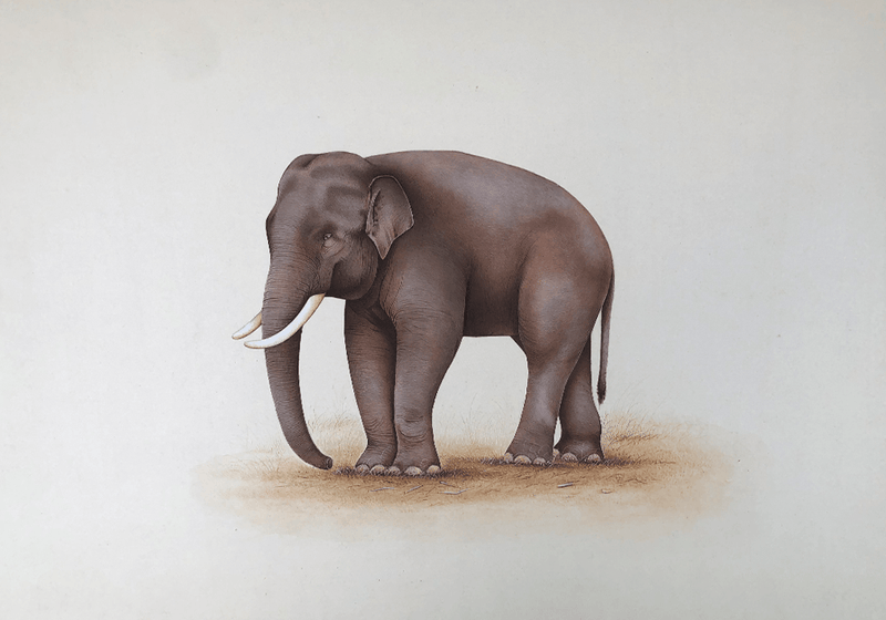 An Elephant in Miniature Painting by Mohan Prajapati