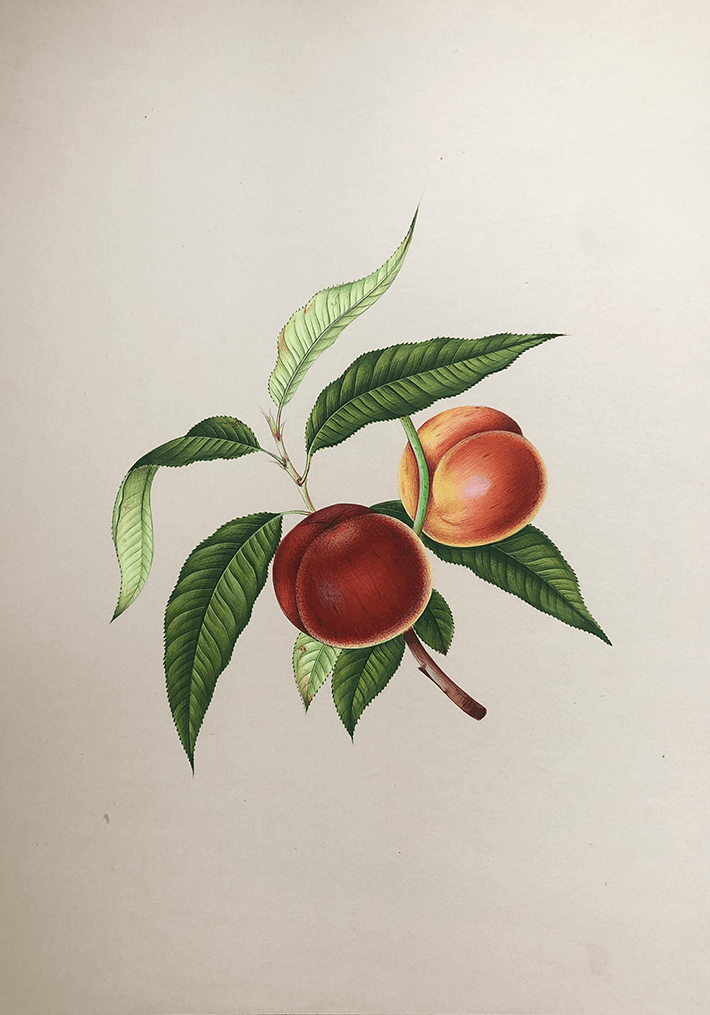Fruits Miniature style Painting