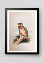 An Enigmatic Owl in Miniature Painting by Mohan Prajapati