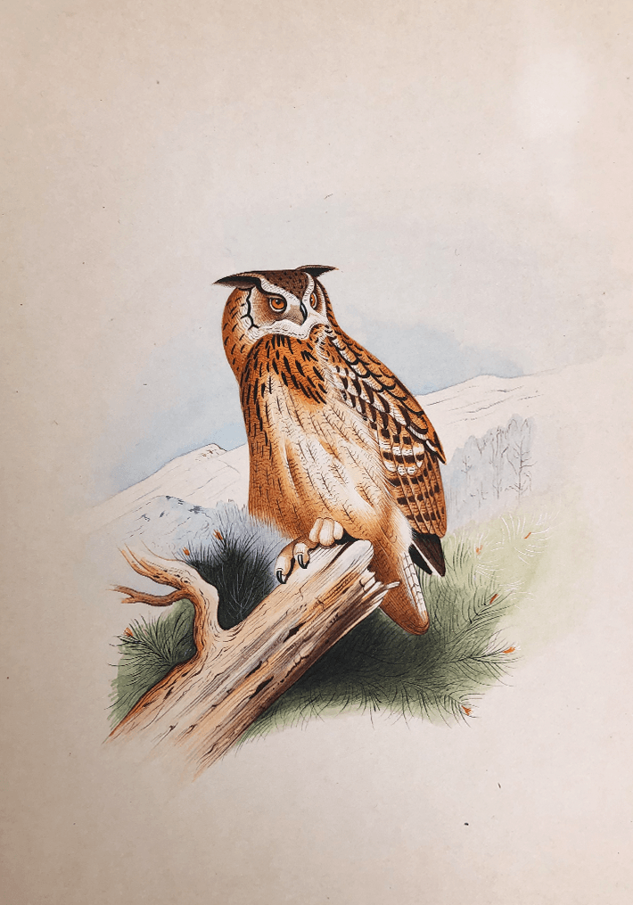 An Enigmatic Owl in Miniature Painting by Mohan Prajapati Thumbnail