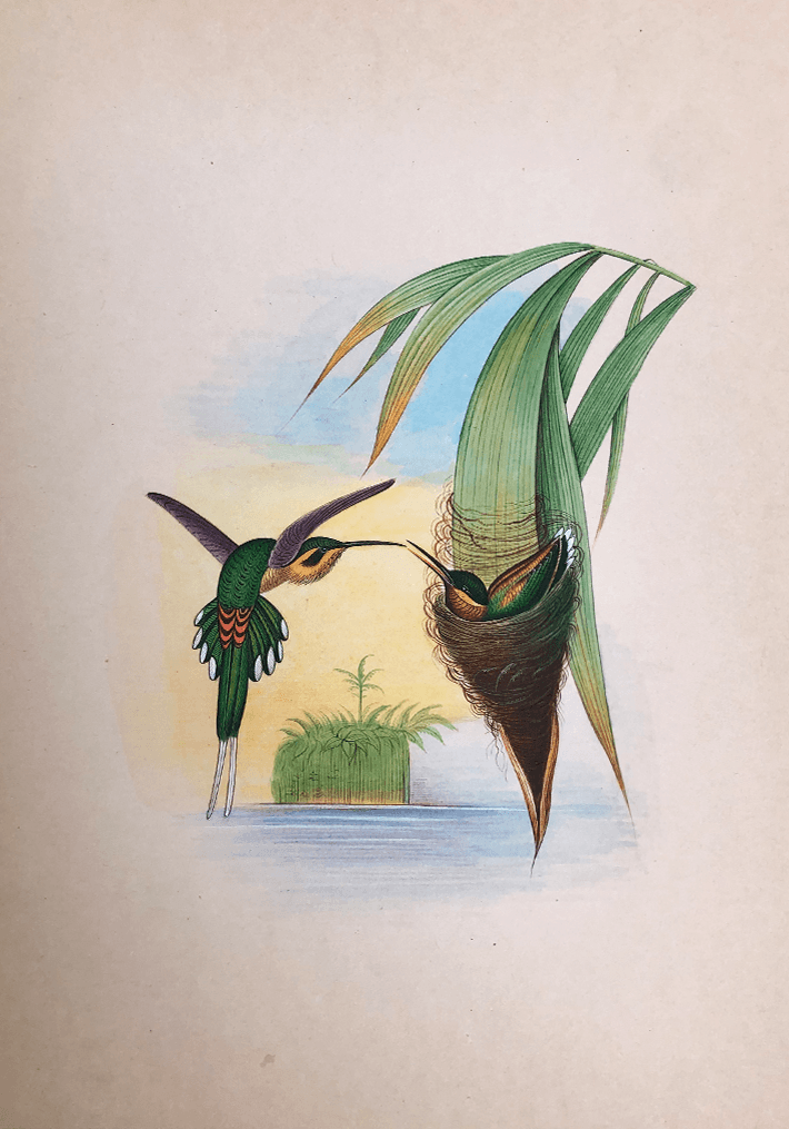 Melodious Birds in Miniature Painting by Mohan Prajapati Thumbnail