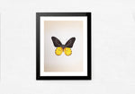 Black And Yellow Butterfly Miniature Painting