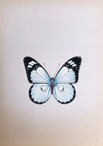 Buy Butterfly Miniature Painting