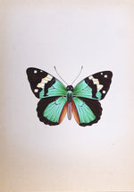 An Alluring Butterfly in Miniature Painting by Mohan Prajapati